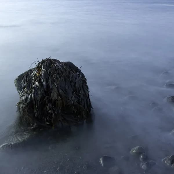 Þangvaxinn klettur í móðukenndum strandsjó